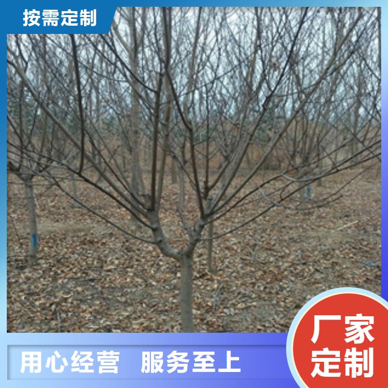 桃树国槐当日价格