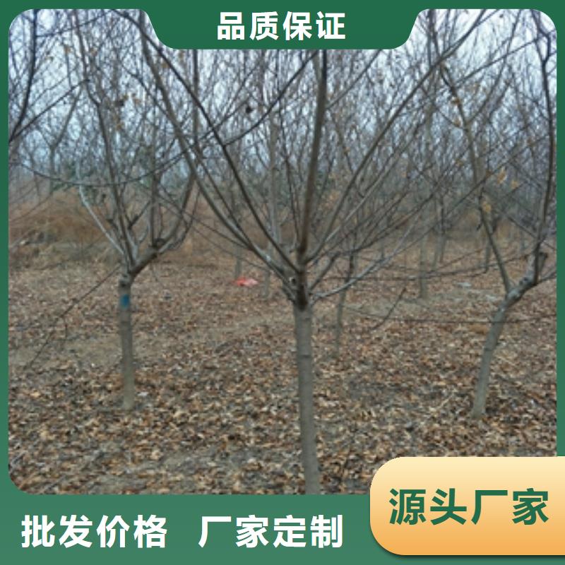 桃树占地果树专业生产厂家