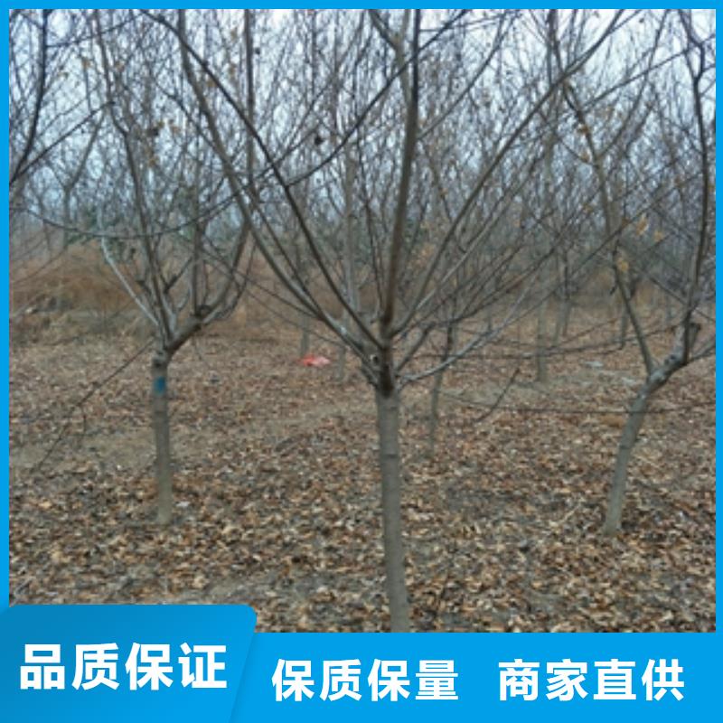 桃树占地果树支持拿样