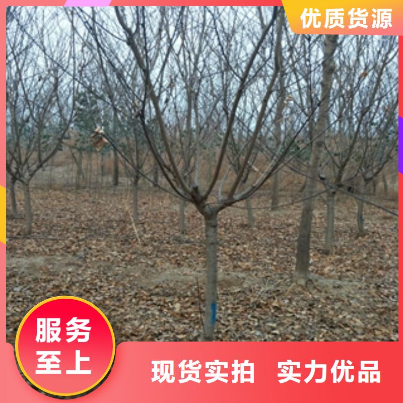 桃树泰山景松造型景松市场行情