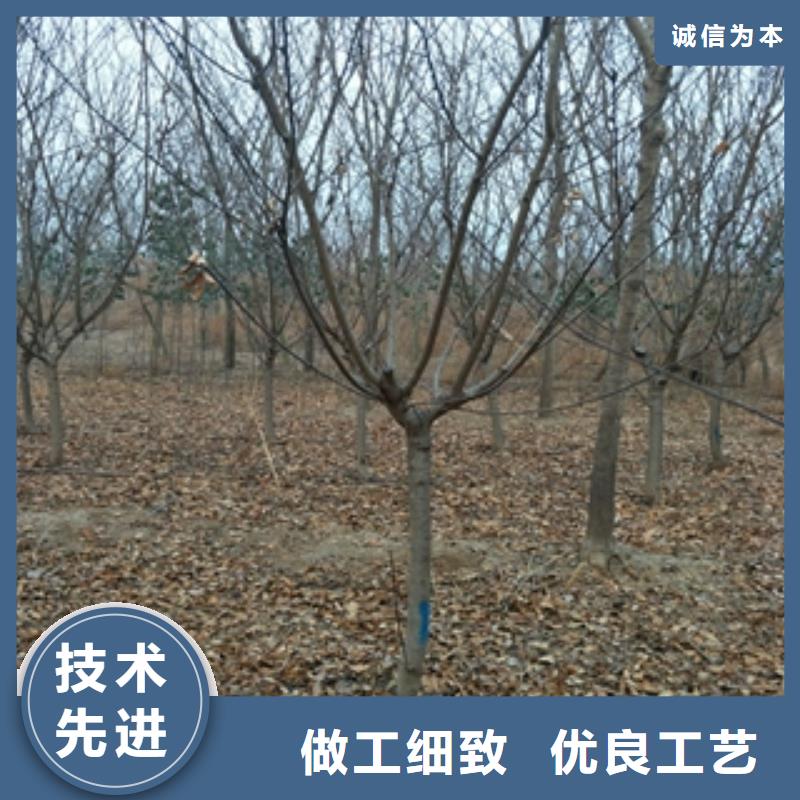 桃树-占地果树细节严格凸显品质