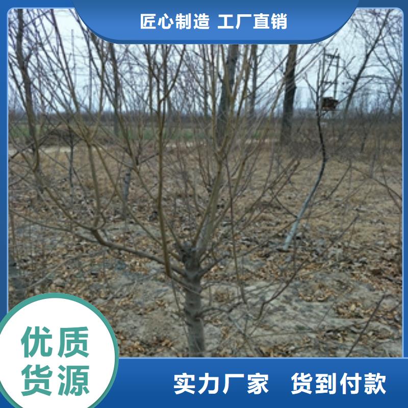 【桃树国槐厂家品控严格】