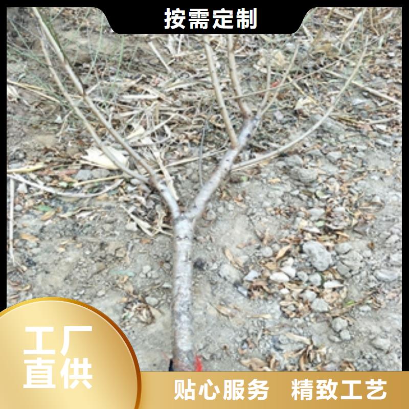 桃树-占地果树细节严格凸显品质