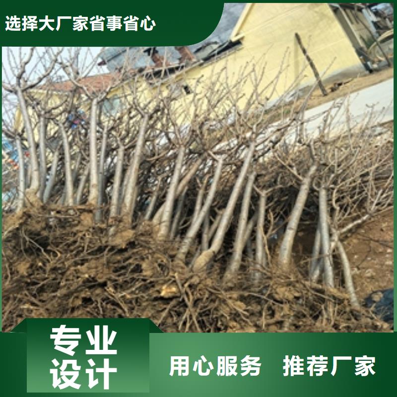 桃树绿化树绿化工程可接急单