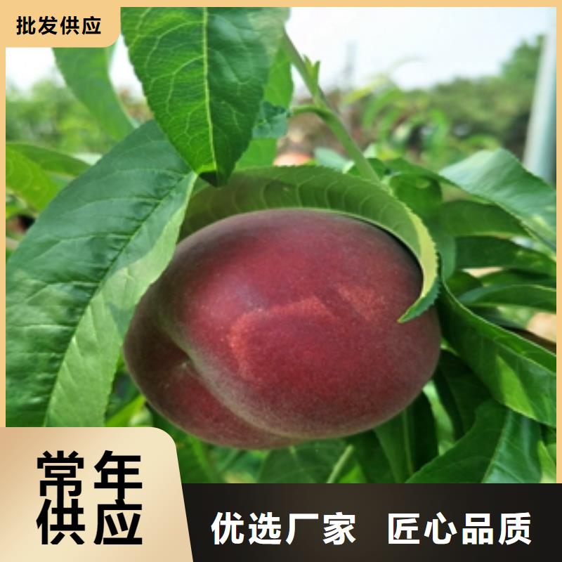 桃树国槐严选材质