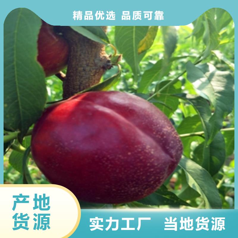 桃树_蓝莓苗技术先进