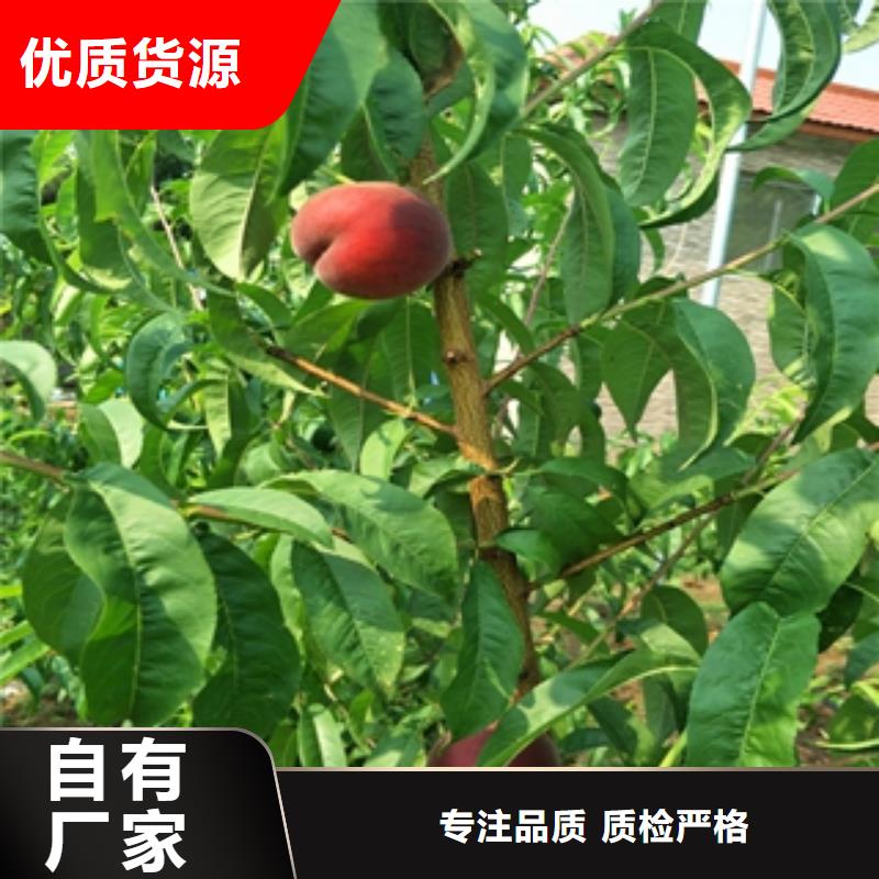 【桃树】泰山景松造型景松全品类现货