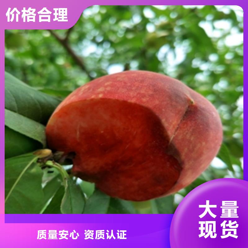 桃树占地果树专业生产厂家
