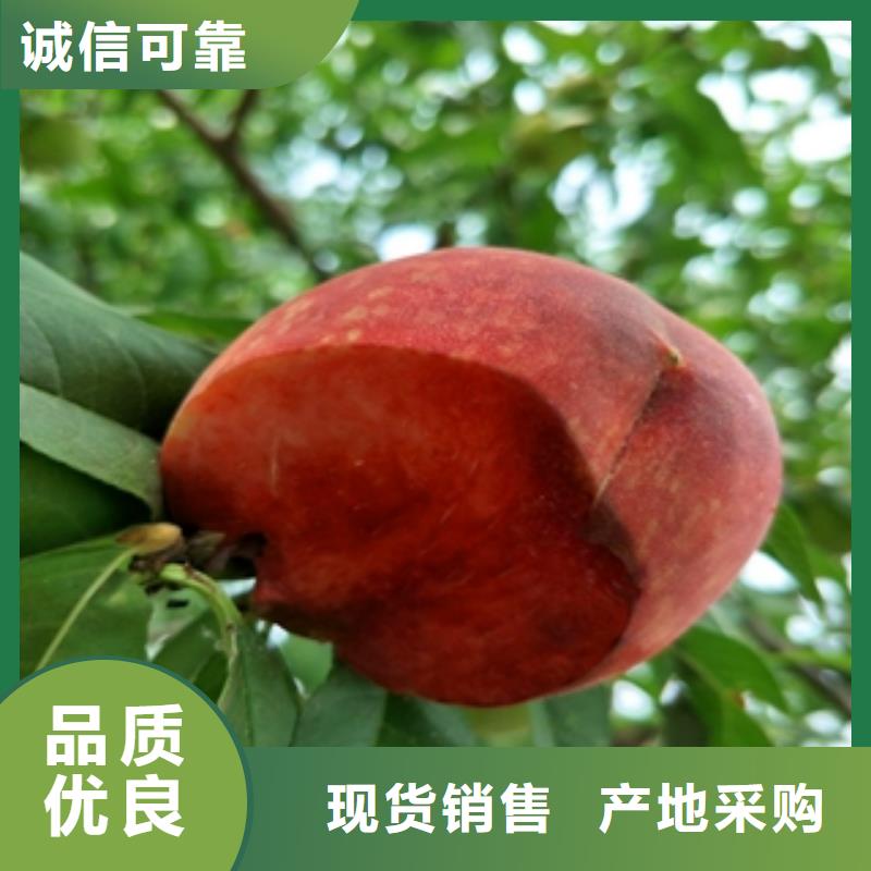 桃树国槐严选材质