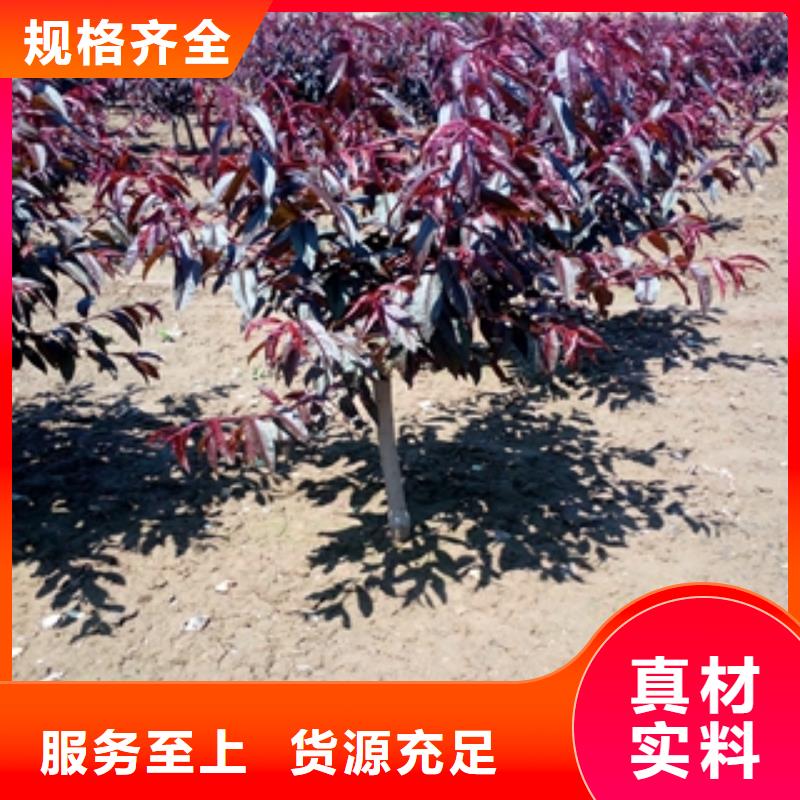 桃树国槐当日价格