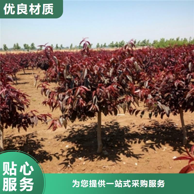 桃树-绿化树绿化工程买的放心安兴用的舒心