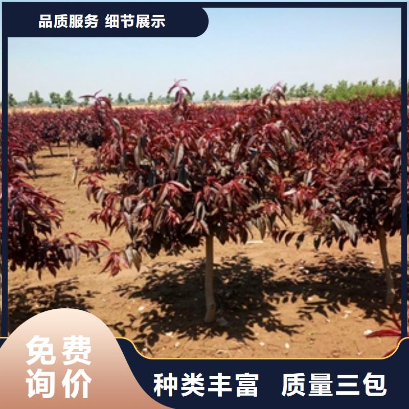 桃树国槐严选材质