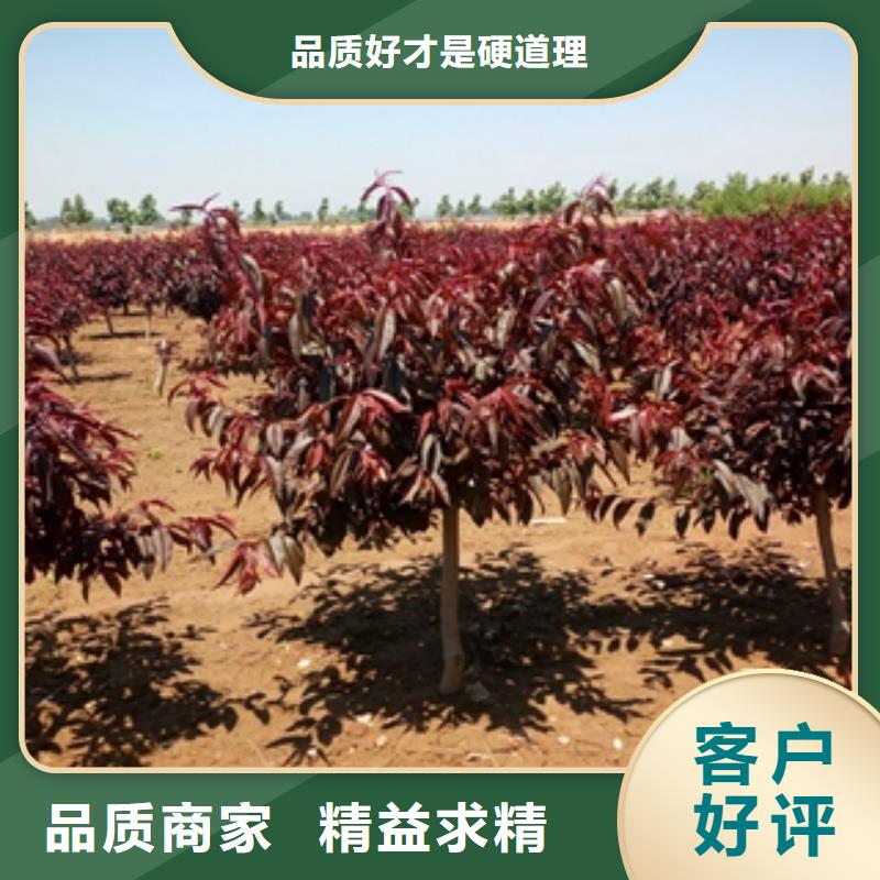 桃树绿化树绿化工程可接急单