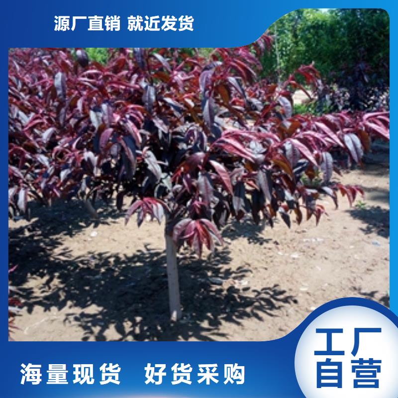 【桃树国槐厂家品控严格】