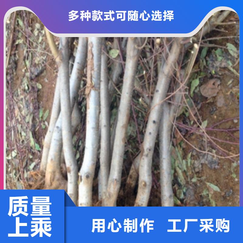 桃树泰山景松造型景松市场行情