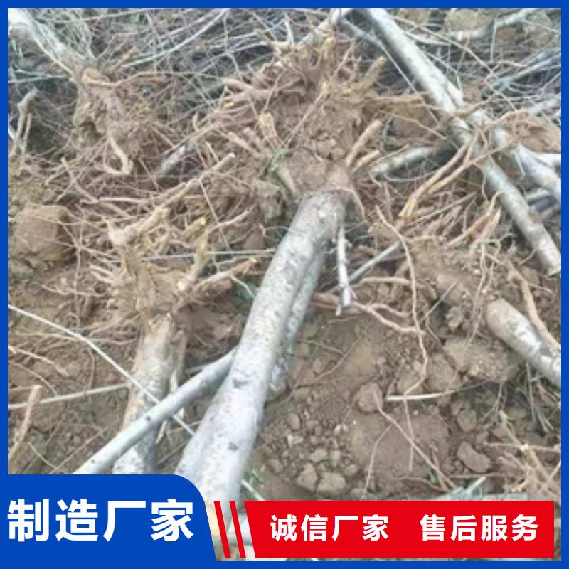【桃树】樱桃苗客户满意度高