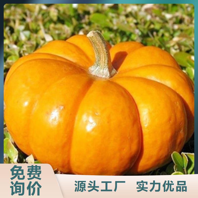 无皮南瓜粒制造厂家