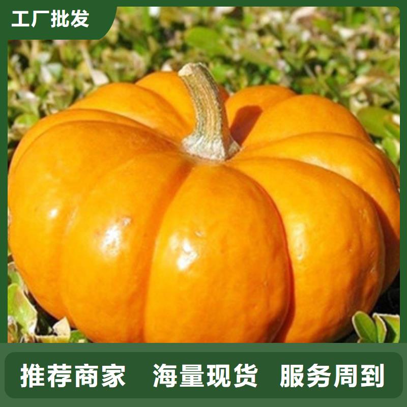 【南瓜丁】紫薯丁厂家专注生产制造多年