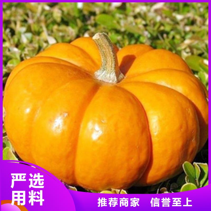 南瓜丁价格优惠