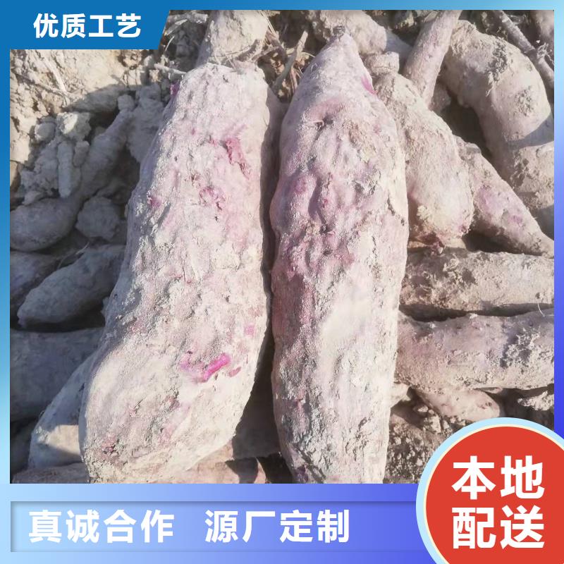 紫薯苗-羽衣甘蓝粉满足客户需求