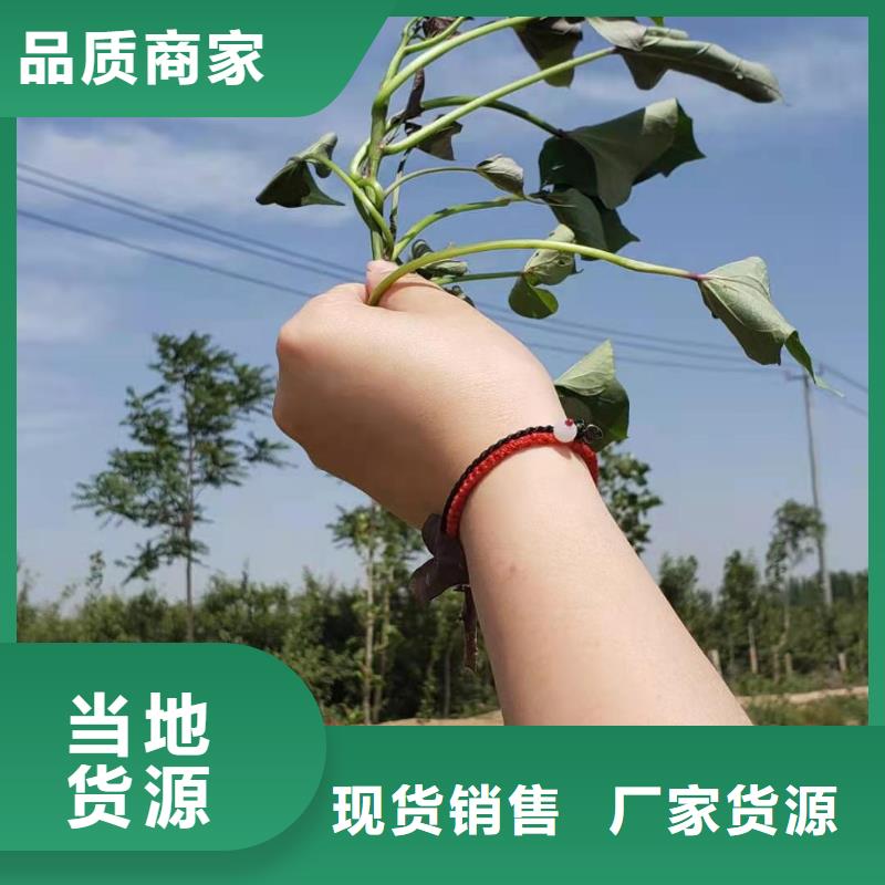 【紫薯苗羽衣甘蓝粉把实惠留给您】