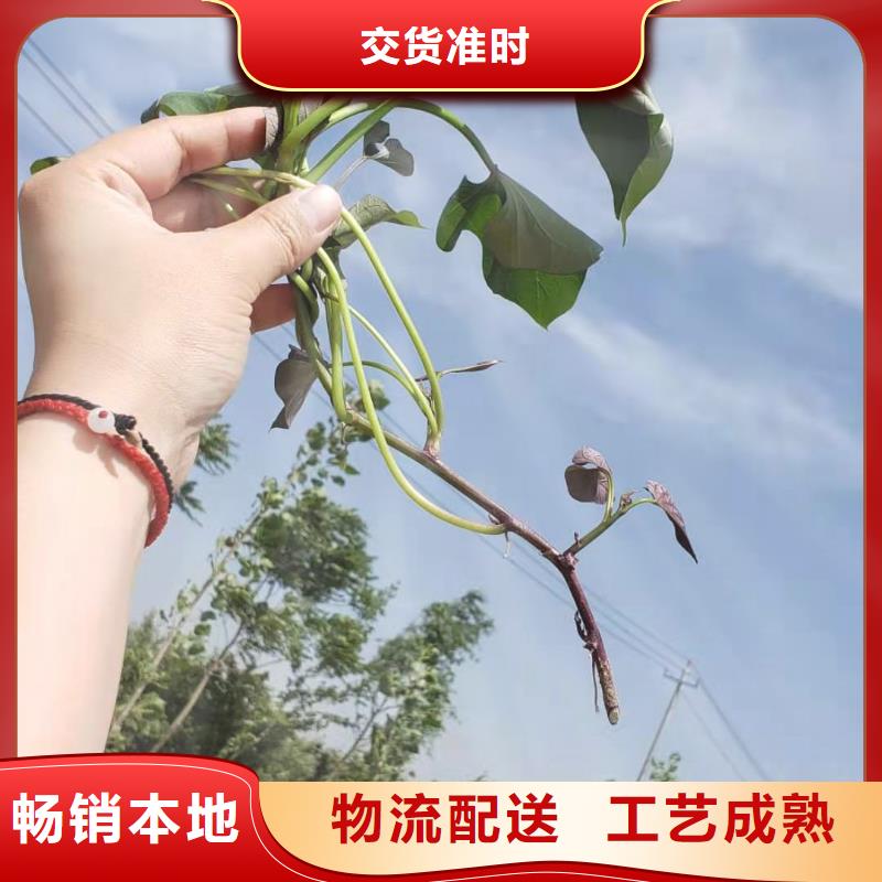 紫薯苗【红薯粉厂家】快速发货