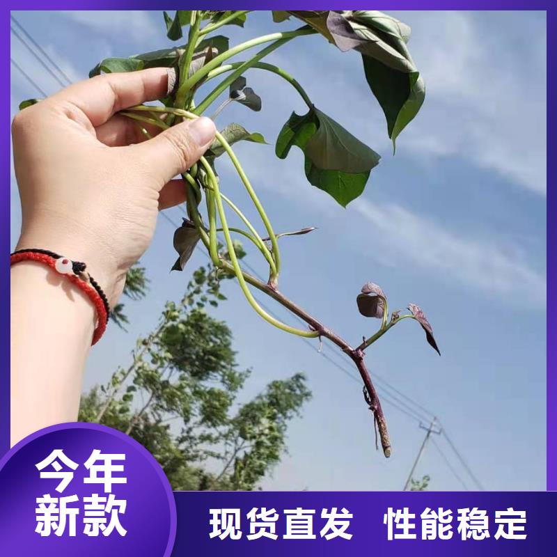 紫薯苗-羽衣甘蓝粉满足客户需求