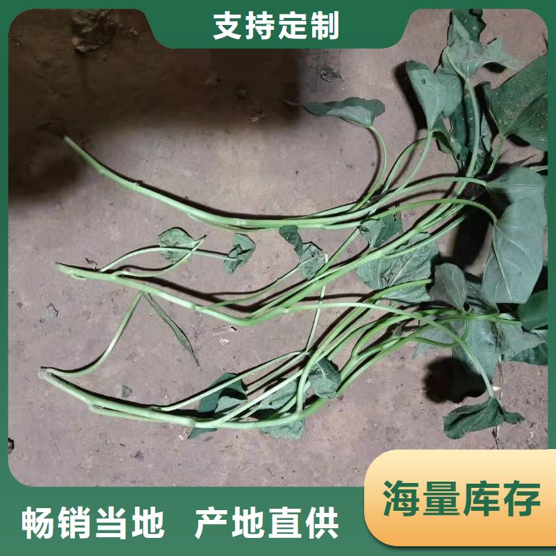 【紫薯苗羽衣甘蓝粉把实惠留给您】