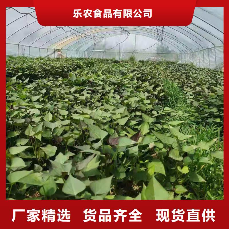 【紫薯苗羽衣甘蓝粉把实惠留给您】
