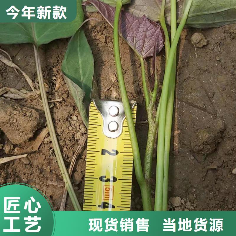 紫薯苗-羽衣甘蓝粉满足客户需求