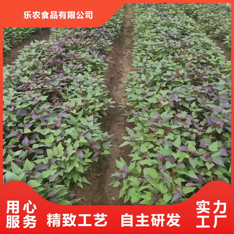 紫薯苗红薯粉一个起售