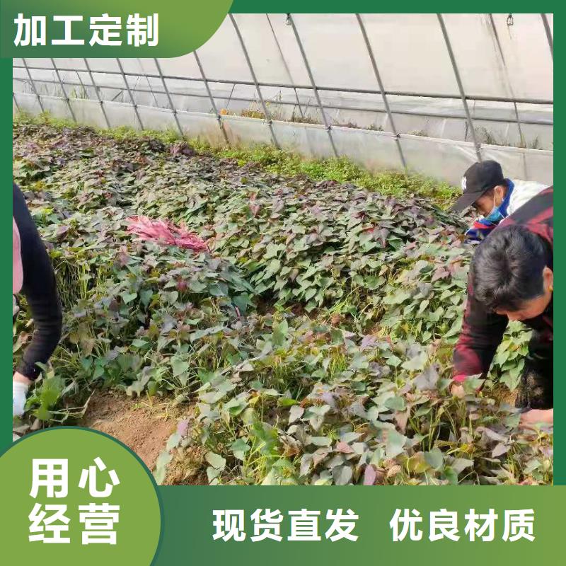 紫薯苗红薯粉一个起售