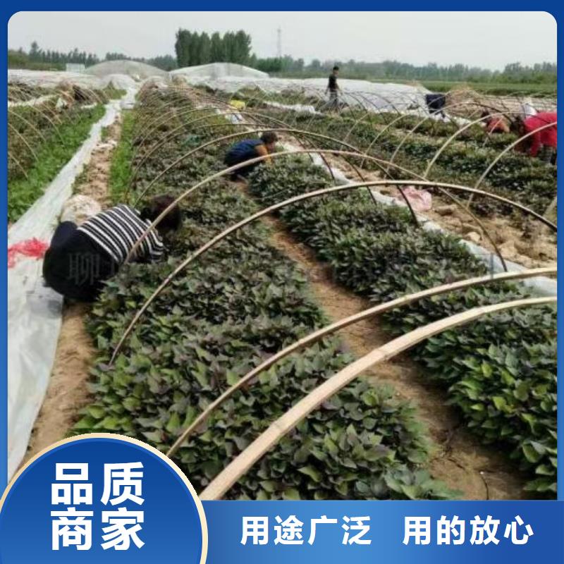 紫薯苗-羽衣甘蓝粉满足客户需求