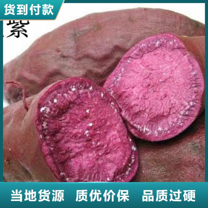 紫薯苗【红薯粉厂家】快速发货