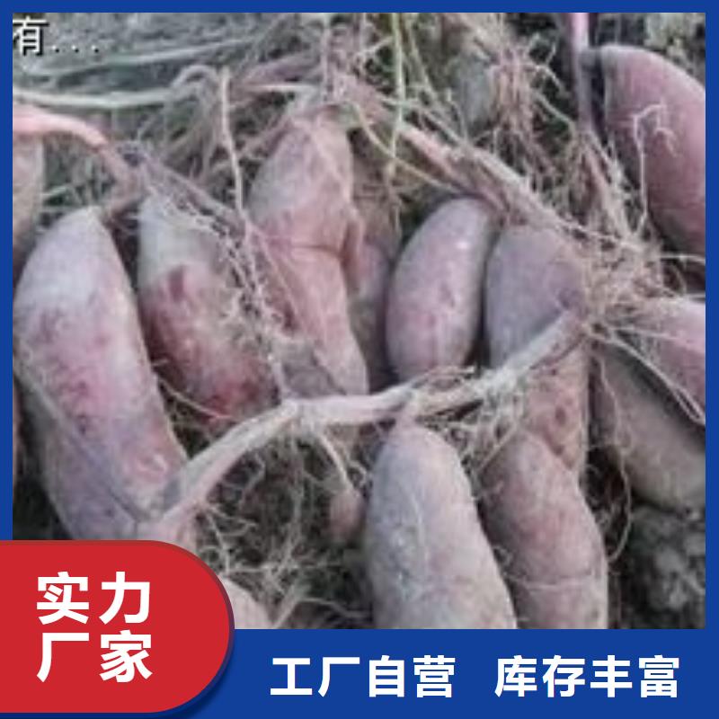 紫薯苗【红薯粉厂家】快速发货