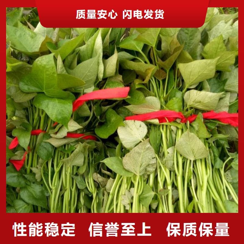 紫薯苗-羽衣甘蓝粉满足客户需求
