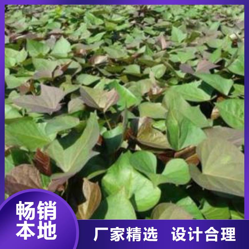 紫薯苗【红薯粉厂家】快速发货