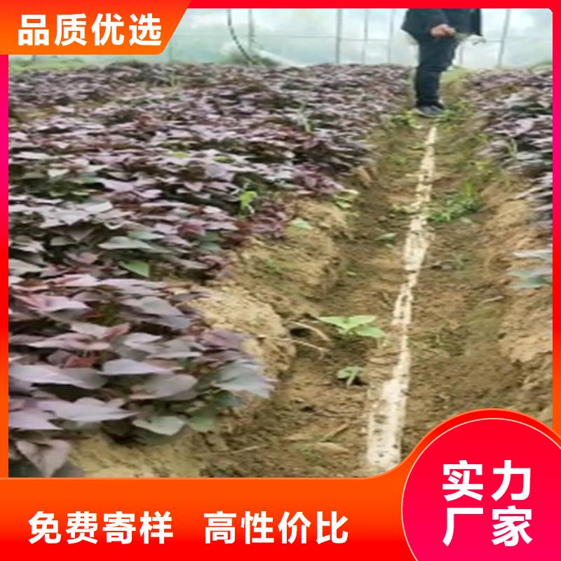 紫薯苗【红薯粉厂家】快速发货