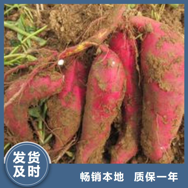 紫薯苗红薯粉一个起售