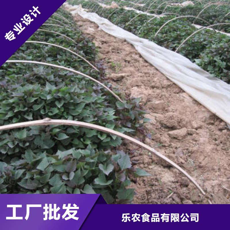 紫薯苗红薯粉一个起售