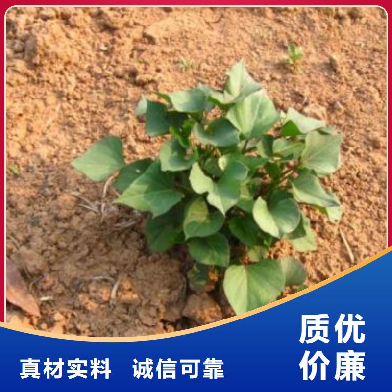 紫薯苗红薯粉一个起售