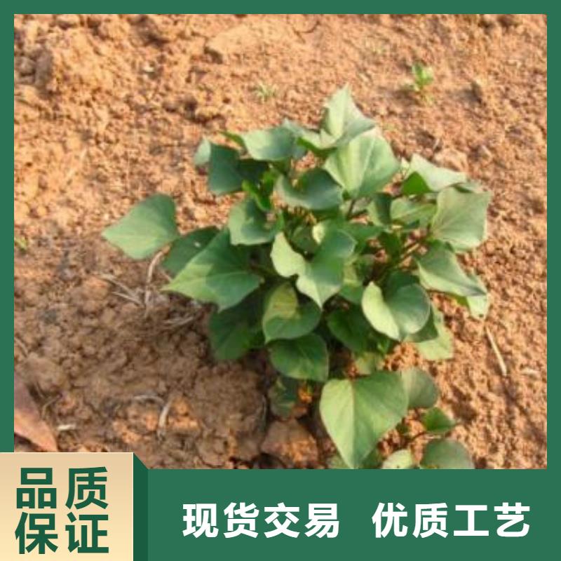 【紫薯苗羽衣甘蓝粉把实惠留给您】