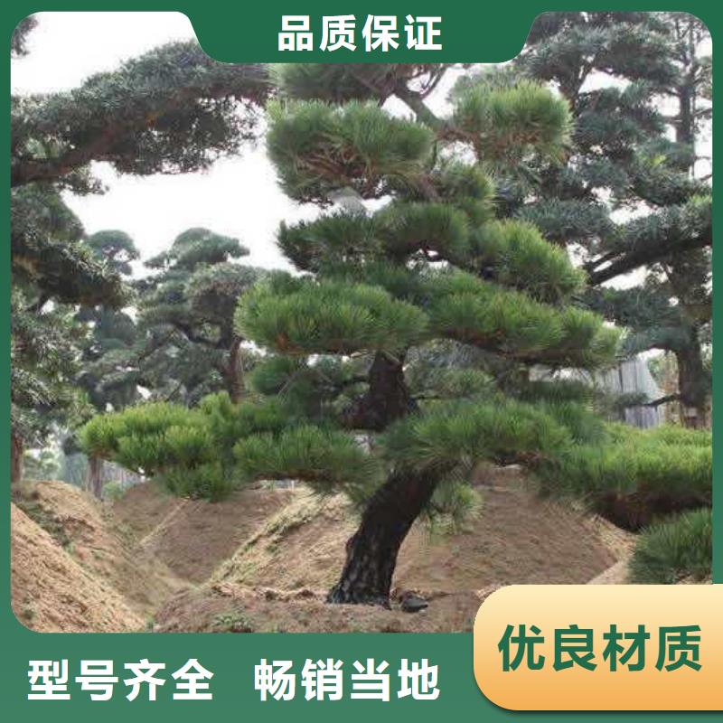 造型松快速生产
