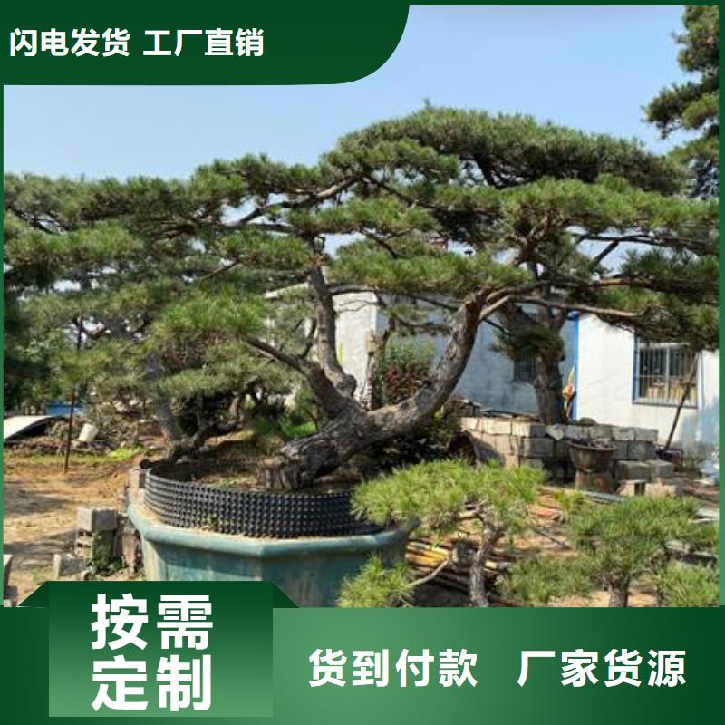 造型松,【造型黑松】种类齐全