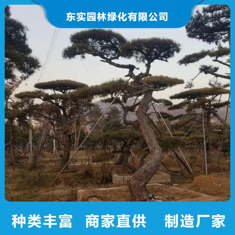 造型松老品牌厂家