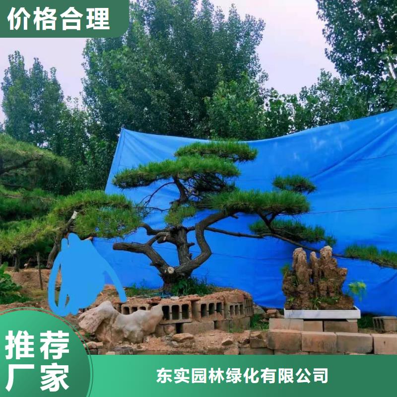 造型松古桩用心提升细节