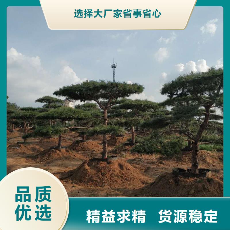 造型松_造型池松多行业适用