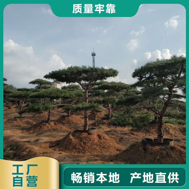 造型松老品牌厂家