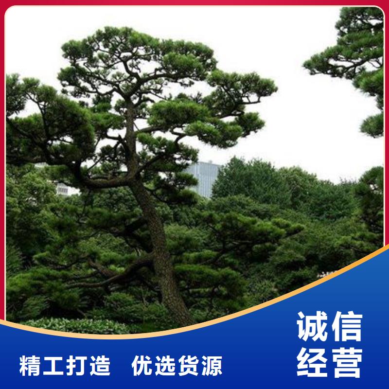 造型松_造型池松多行业适用