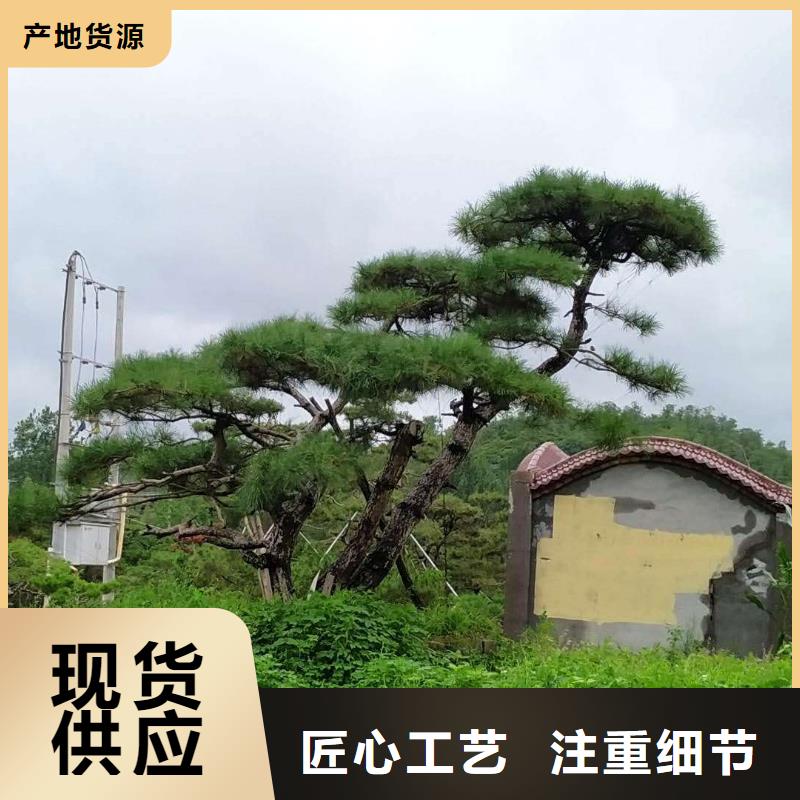 造型松,【造型黑松】种类齐全